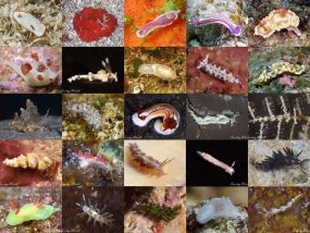 奄美大島北部海域における後鰓類相の調査報告