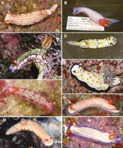 Epstein, H. E.; Hallas, J. M.; Johnson, R. F.; Lopez, A.; Gosliner, T. M. (2018). Reading between the lines: revealing cryptic species diversity and colour patterns in Hypselodoris nudibranchs (Mollusca: Heterobranchia: Chromodorididae). Zoological Journal of the Linnean Society. 2018, XX, 1–74. With 40 figures., available online at https://doi.org/10.1093/zoolinnean/zly048