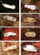 Battle of the bands: systematics and phylogeny of the white Goniobranchus nudibranchs with marginal bands (Nudibranchia, Chromodorididae)
