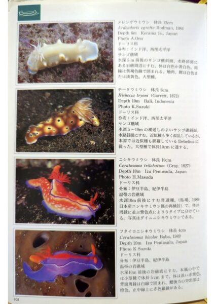 海洋生物ガイドブック　ニシキウミウシ